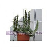 نهال رزماری نهال رزماری